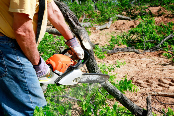 Best Tree and Shrub Care  in Mountain Lodge Park, NY